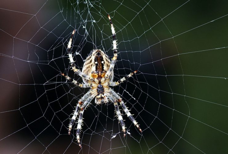 Laba-Laba Bergerak dengan Cara: Fakta Ilmiah, Jenis, dan Mekanisme