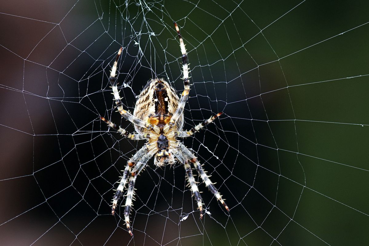 Laba-Laba Bergerak dengan Cara: Fakta Ilmiah, Jenis, dan Mekanisme