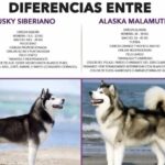 Harga Anjing Husky Terbaru: Panduan Lengkap Sebelum Membeli