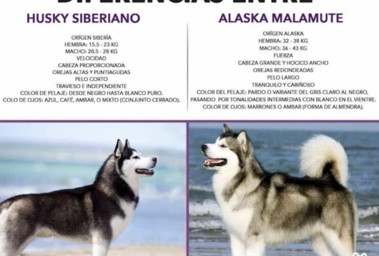 Harga Anjing Husky Terbaru: Panduan Lengkap Sebelum Membeli