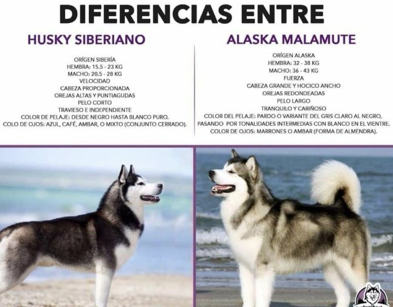 Harga Anjing Husky Terbaru: Panduan Lengkap Sebelum Membeli