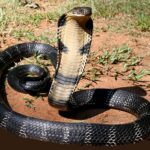 Mimpi Melihat Ular Kobra: Makna, Tafsir, dan Penjelasan Lengkap