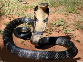 Mimpi Melihat Ular Kobra: Makna, Tafsir, dan Penjelasan Lengkap