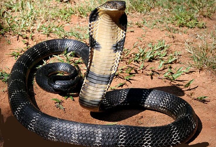 Mimpi Melihat Ular Kobra: Makna, Tafsir, dan Penjelasan Lengkap