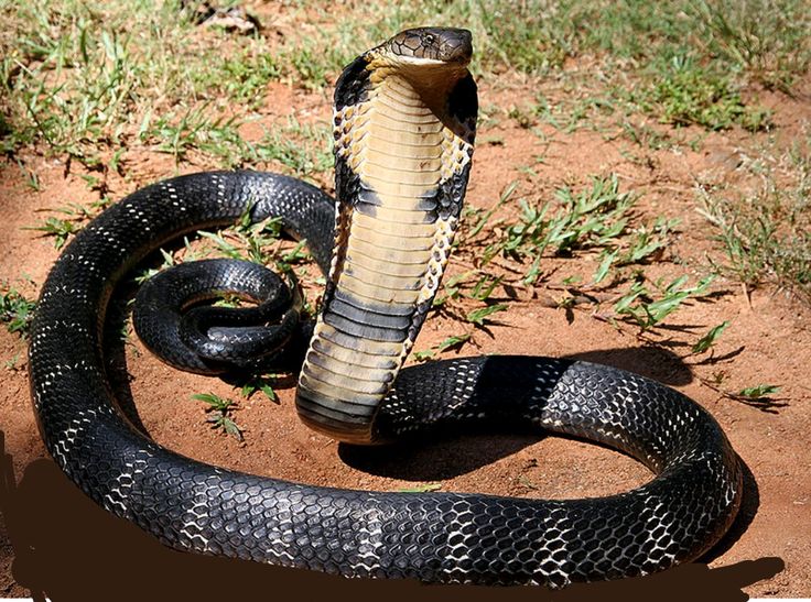 Mimpi Melihat Ular Kobra: Makna, Tafsir, dan Penjelasan Lengkap